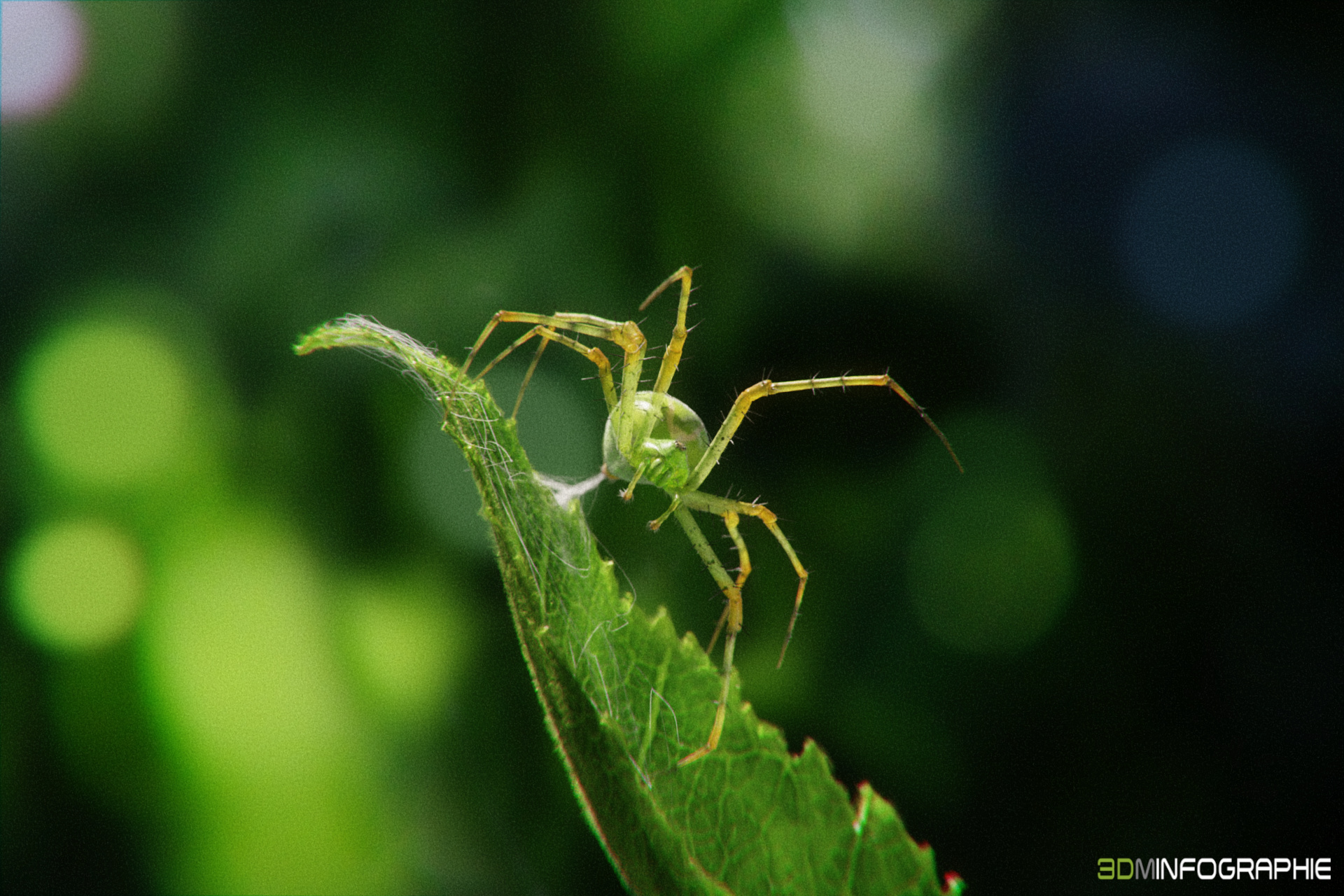 /images/graphisme-3d/animaux/lynx_spider/lynx_spider-17_signature