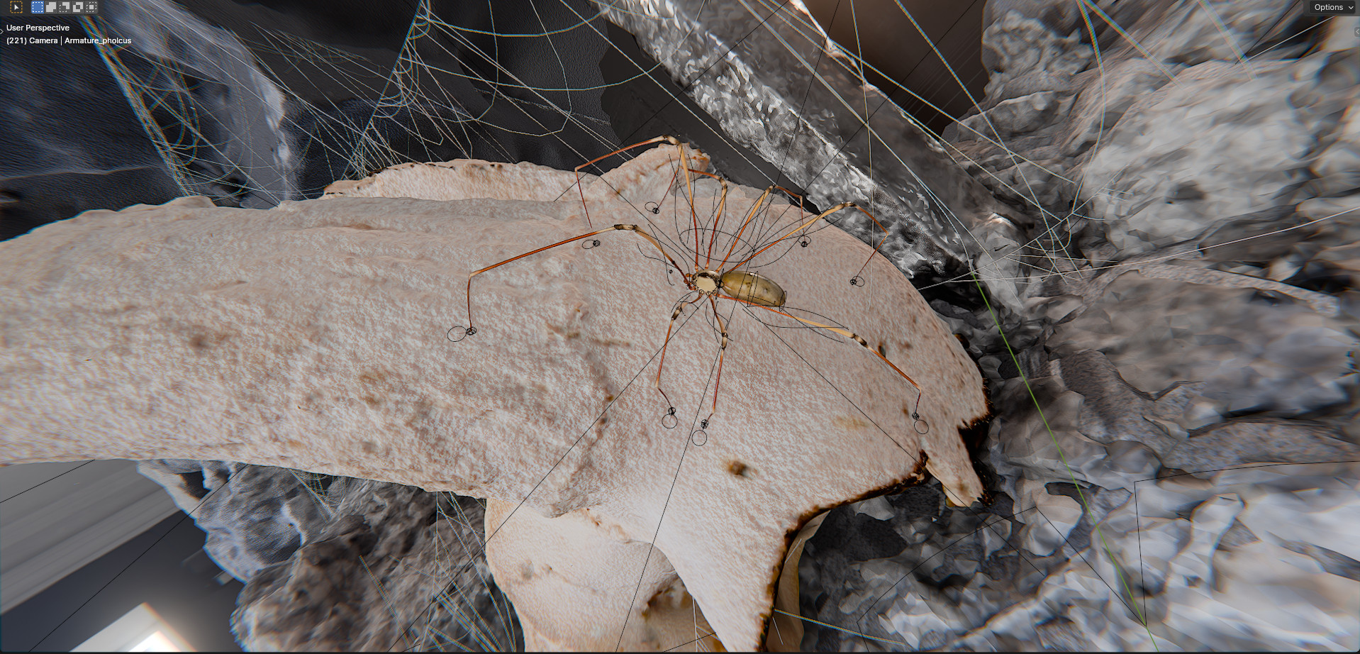 images/graphisme-3d/insectes/pholcus