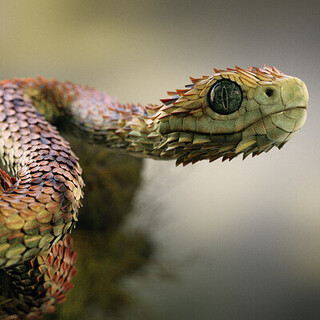 Atheris Hispida Snake