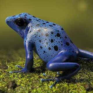 Grenouille bleue