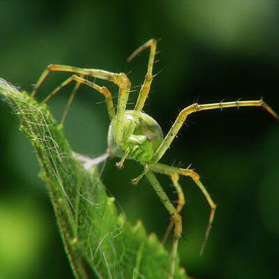 Araignée Oxyopidae
