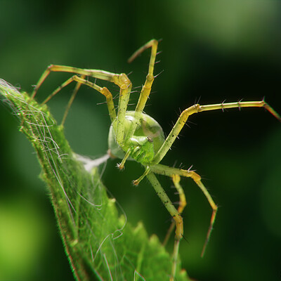 Lynx spider