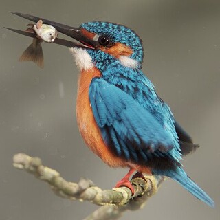 Kingfisher