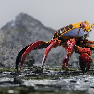 Grapsus Grapsus - Sally Lightfoot Crab