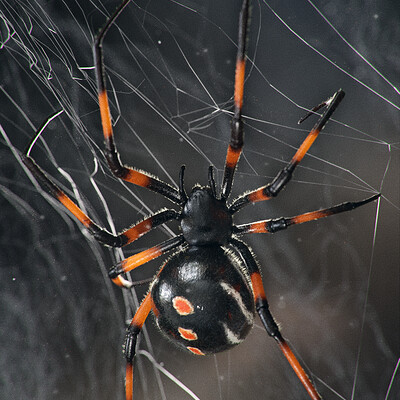 Latrodectus variolus