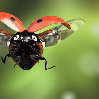 Coccinelle 3D