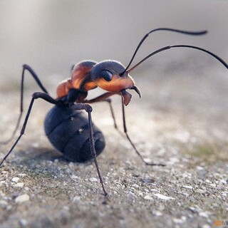3D Red Ant