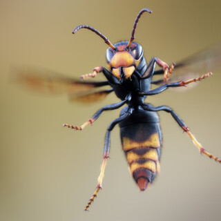 Asian Hornet