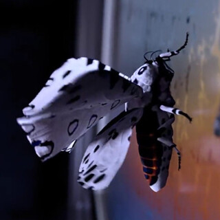 3D Butterfly