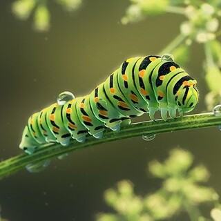 Machaon caterpillar