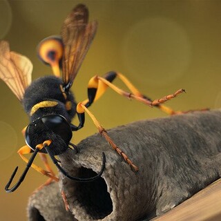 Mud dauber