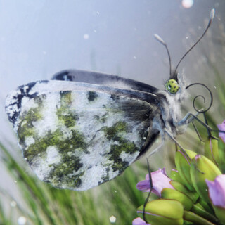 Orange Tip Butterfly